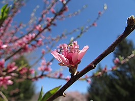 粉紅色,花,開花