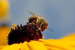 蜜蜂,花,黃色