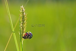 水稻,瓢蟲,交配