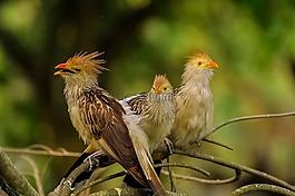 鳥,性質(zhì)