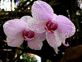 蘭花,花,鮮花