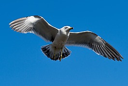 海鷗,天空,藍(lán)色