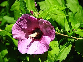 芙蓉,錦葵,紫