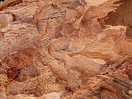 紋理1,員工,背景