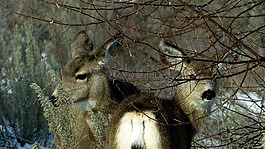 動(dòng)物,野生動(dòng)物,鹿