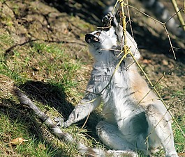 prosimian,環(huán)尾狐猴,狐猴catta