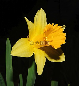 花,開花,水仙
