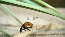 瓢蟲(chóng),昆蟲(chóng),關(guān)閉