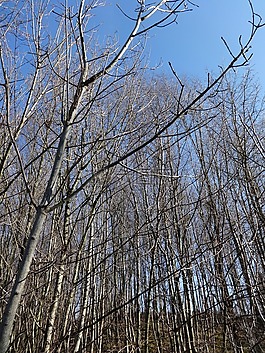 森林,年輕,性質