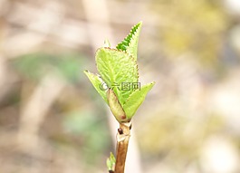 芽,八仙花,綠色