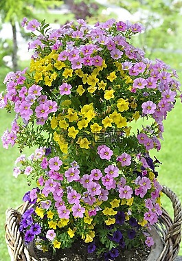 zauberglockchen,花植物,鲜花