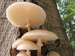 蘑菇,瓷真菌,真菌