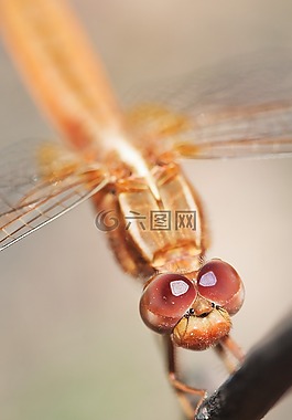 蜻蜓,特寫(xiě),昆蟲(chóng)肖像