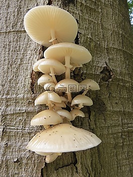 蘑菇,瓷真菌,真菌