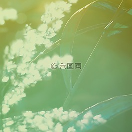 自然,綠色,稻草