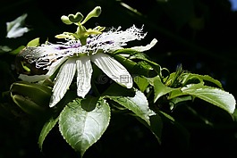 花,盛開,granadilla