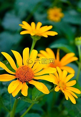 紫錐菊,oranzhevaya,鮮花