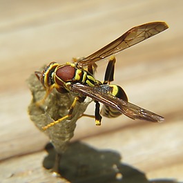 黃蜂,昆蟲(chóng),黃色