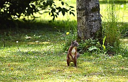 松鼠,nager,嚙齒動物