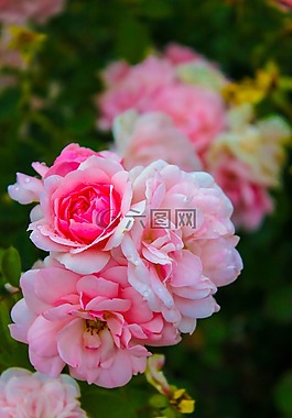 玫瑰,粉色,鮮花