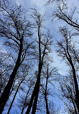 性質,藍色,天空
