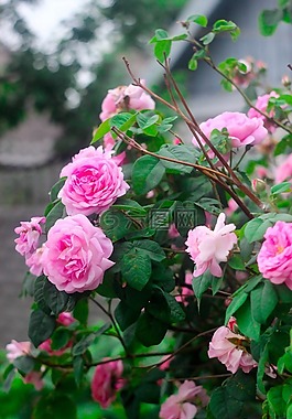 玫瑰,布什,鮮花