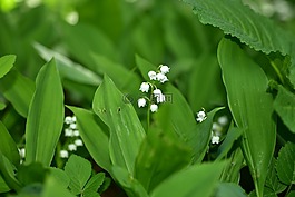 鈴蘭,開花,白
