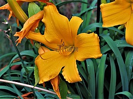 花,黃色,綠色