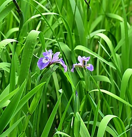 鳶尾花,虹膜,花