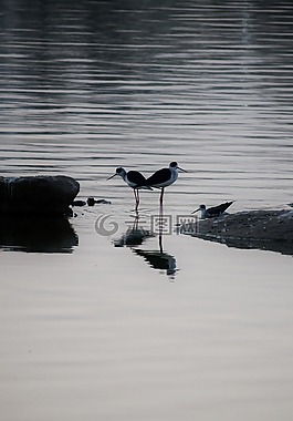 風(fēng)景,鳥,湖