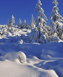 冬季,雪,樹