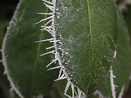 自然,葉,植物區(qū)系