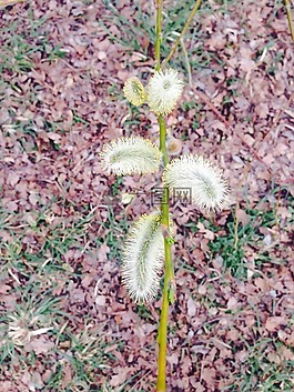 牧場,樹,性質