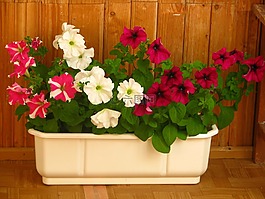 鮮花,壺,夏季