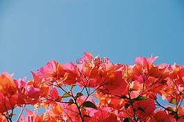 花,粉紅色,九重葛