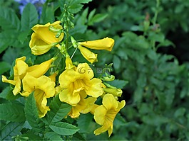 鮮花,黃色,綠色