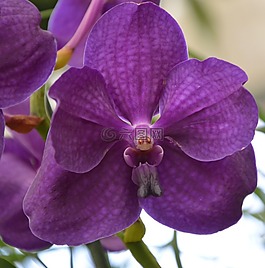 紫色的蘭花,花,異國情調(diào)