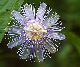 激情藤,花,西番蓮