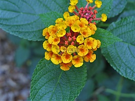 鮮花,小,關(guān)閉了