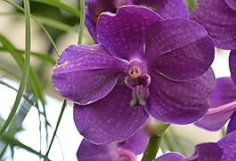花,蘭花,紫色