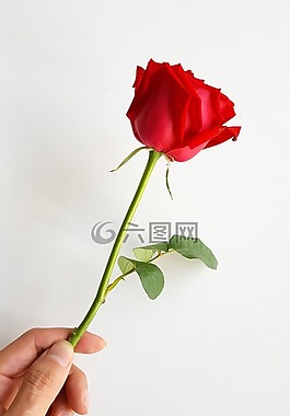 玫瑰,紅色,花