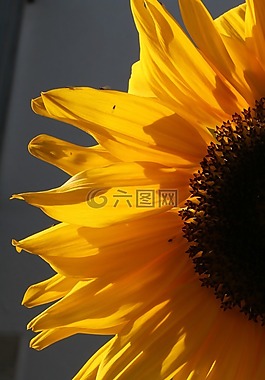 太陽花,開花,夏季