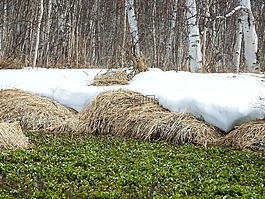 春天,融化的冰雪,水坑