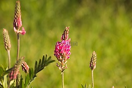 鮮花,粉色,性質(zhì)