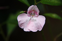 花,花園,花的