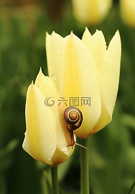 郁金香,蝸牛,黃色