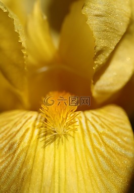 細(xì)節(jié),花,虹膜