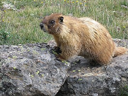 鼫,動物,野生動物