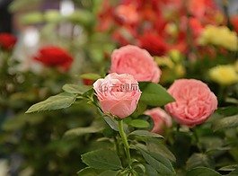 花,粉色,淺粉色