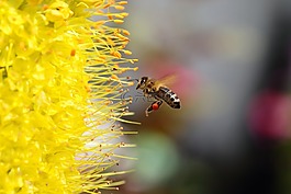 黄,花,蜜蜂